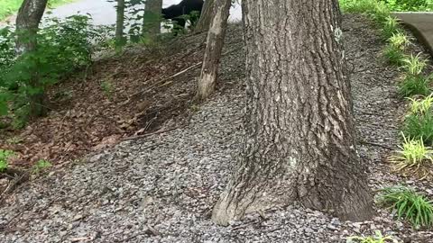 Black Bear Jumps into Car and Eats Cake