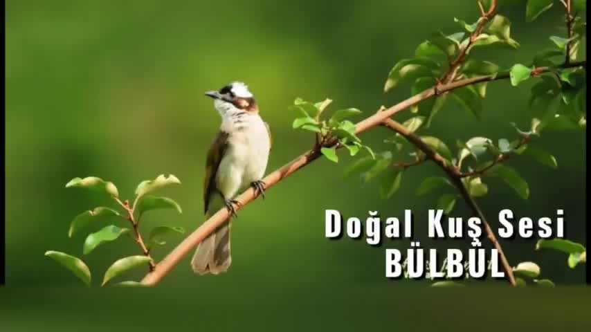 Bird Voice Natural Kuş Sesleri Doğal