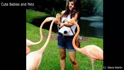 Funny Animals Video #enjoy #funny #video