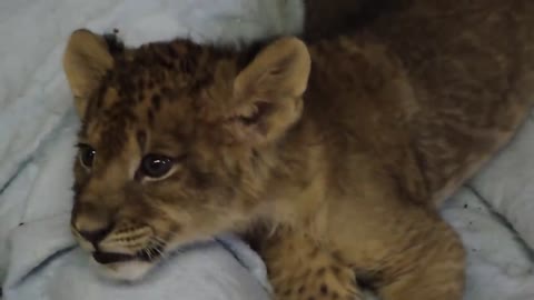 Lion Cub Gives Us His Best Roar