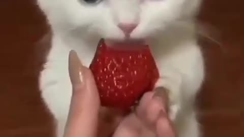 Cute cat eating