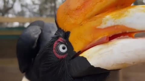 Raja the rhinoceros hornbill is such a curious gal 🥰