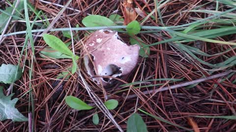 Mushroom foraging 1 - Outside Adventures