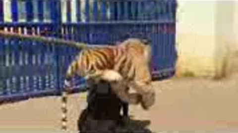 fake lion and fake tiger prank to dog