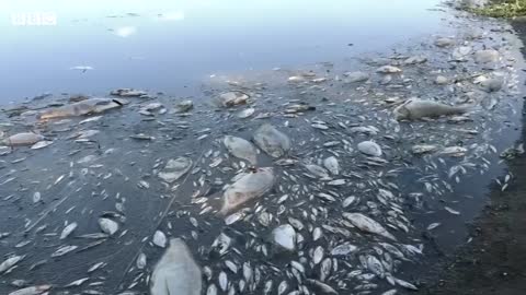 Tons of dead fish found in river on German-Polish border - BBC News