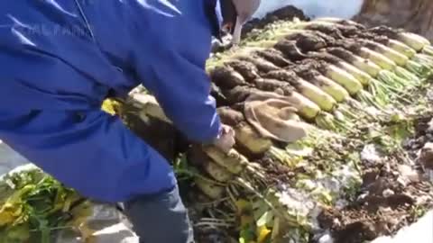 Sweet Vegetable under Snow Harvesting - Snow Vegetable Farm - Amazing Japan Agriculture Technology