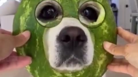 Funny dog // Funny dog use face mask and glass