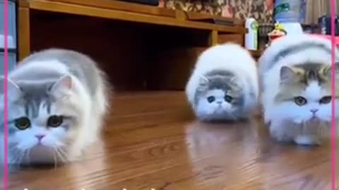 Munchkin Cat Walks Like Caterpillars #shorts #viral #shortsvideo #video