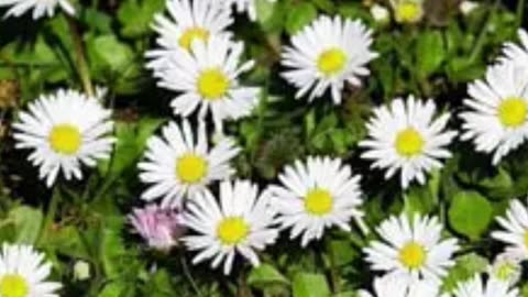 Understanding Common Daisy Herb Benefits