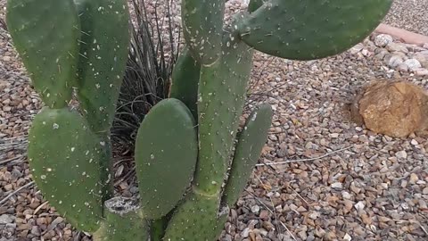 No, he did not "Hit the nail on the head", he hit his thumb. Phx,AZ 3/19/23