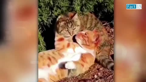 Funny Animals Video 2022