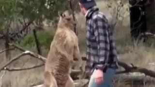 Kangaroo vs Man