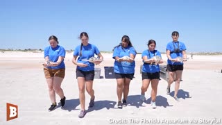 Watch Rehabilitated Turtles Get Released Back into Ocean