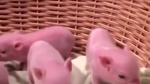 oink，oink，mini pigs