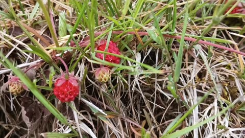 Strawberries