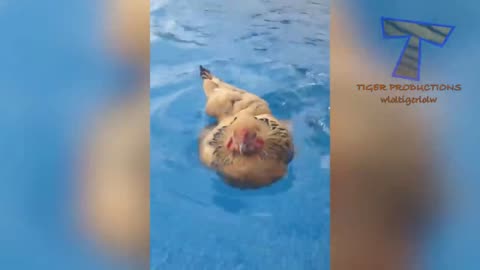 1% CHANCE that these animals WON'T MAKE YOU LAUGH!😹😹 - Funny ANIMALS IN POOLS videos