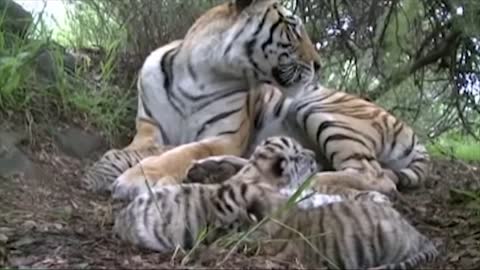 Tiger Giving Birth