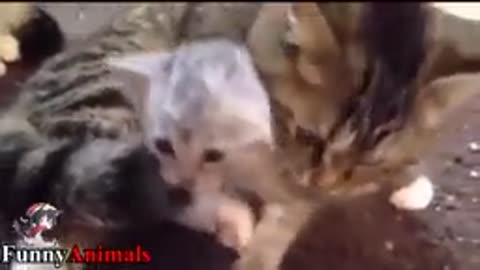 The_Amazing_Cats_Hugs_Kitten_►Mom_Cat_Hugging_and_Kissing_Baby_Kittens_Video