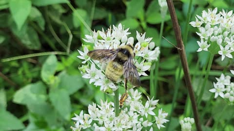 american bumble bees on onion flowers