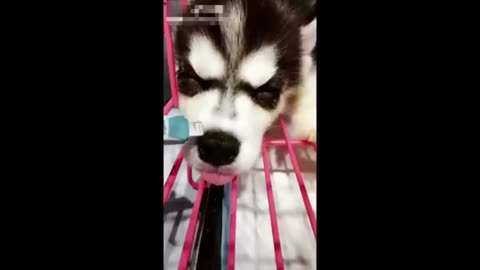 ♥Cute Puppies Doing Funny Things ♥ #10 Cutest Dogs Cutest Puppies City