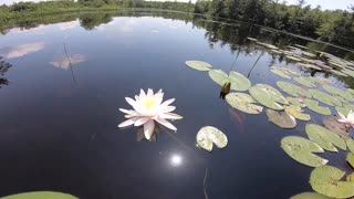 Water Lilies