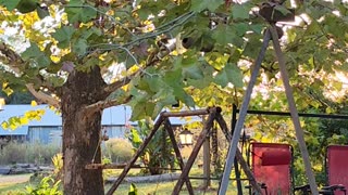 What's up Pedro? Emu content. Autumn afternoon in Andalusia, Alabama. Fall on the farm.