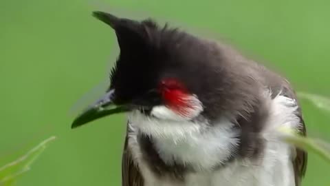 A beautiful bird sings
