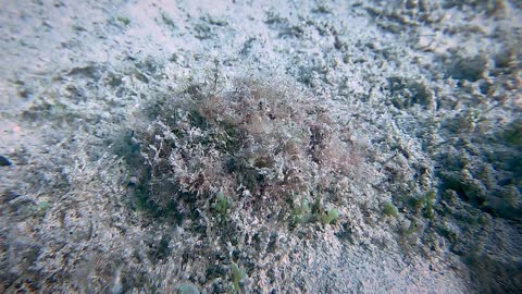 Top Camouflage on the Sea Floor