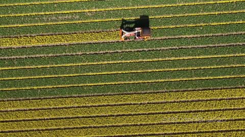 Tulips From Above - Aerial view of beautiful flower fields in the Netherlands