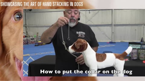 Showcasing the Art of Hand Stacking in Dogs