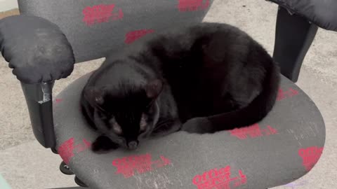 Adopting a Cat from a Shelter Vlog - Cute Precious Piper is Hard at Work in the Office