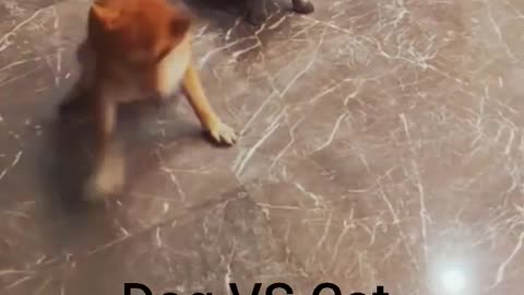 React dog VS. cat 🙈 #shorts #cute #cat #dog #reaction #funny