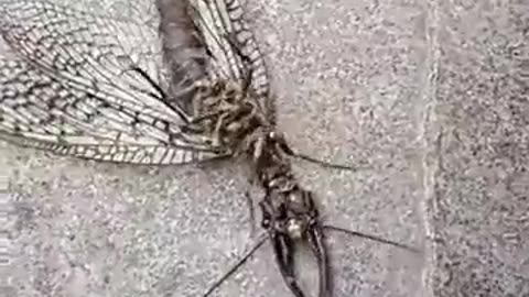 What is this? 😳😳😳. An Insect made in a laboratory or it is extraterrestrial?