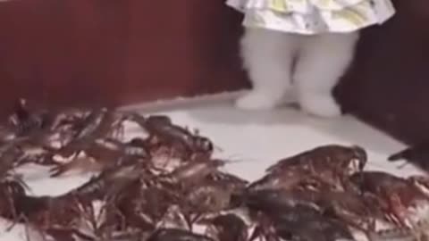 dog surrounded by crabs