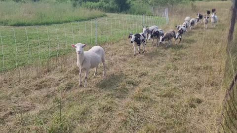 Sheep taking their time coming up the path