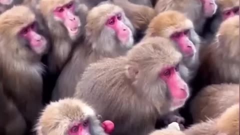 #funny monkey vs dogs