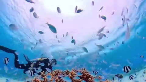 Beautiful Fishes Wandering Happily #shorts #shortsvideo #video #viral