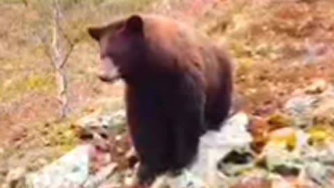 Grizzley Bear Caught By Drone On The Side Of An Alaskan Mountain