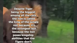 Why is lion king of the jungle and not tiger ?