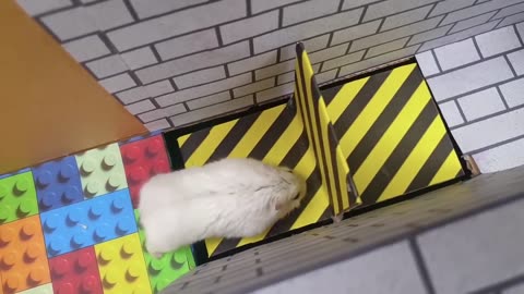 Hamster Escapes the Rainbow POP IT Maze