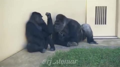 Monkey talk to vibration