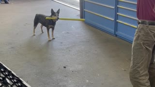 Pup Waits for Pitch