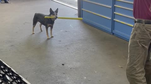 Pup Waits for Pitch