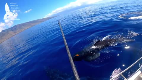 Baby Humpback Whales Nursing in Rare (and Adorable!) Video