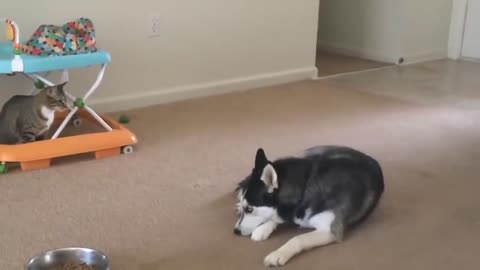 Husky playing with Cat