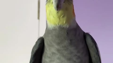 The cockatiel bird sings in a beautiful voice while standing on its owner's hand(1)