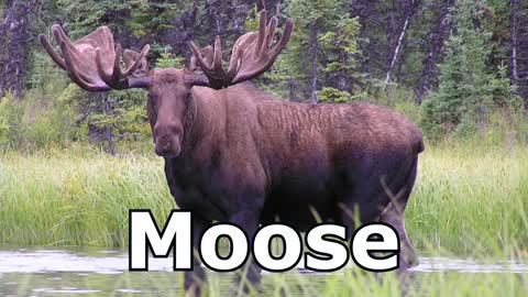 Moose Sounds Moose Pictures The Sound A Moose Makes