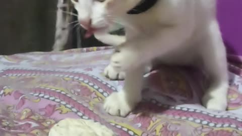 Cute cat funny video 😆