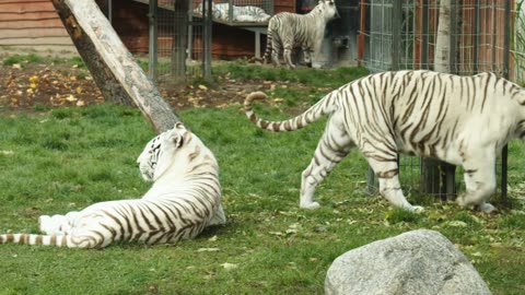 The White Tigers