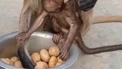 🙊 extreme Touching video of monkeys.Cutest monkeys doing funny and sentimental thing ❤️😜